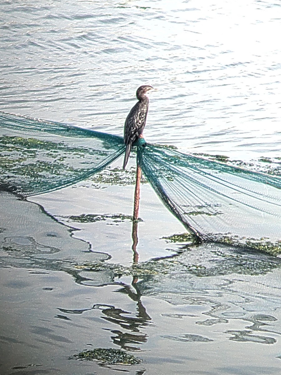 Little Cormorant - ML620708051