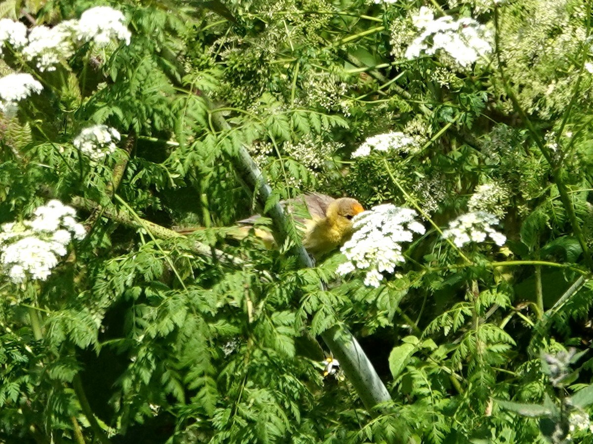 Hooded Oriole - ML620708054