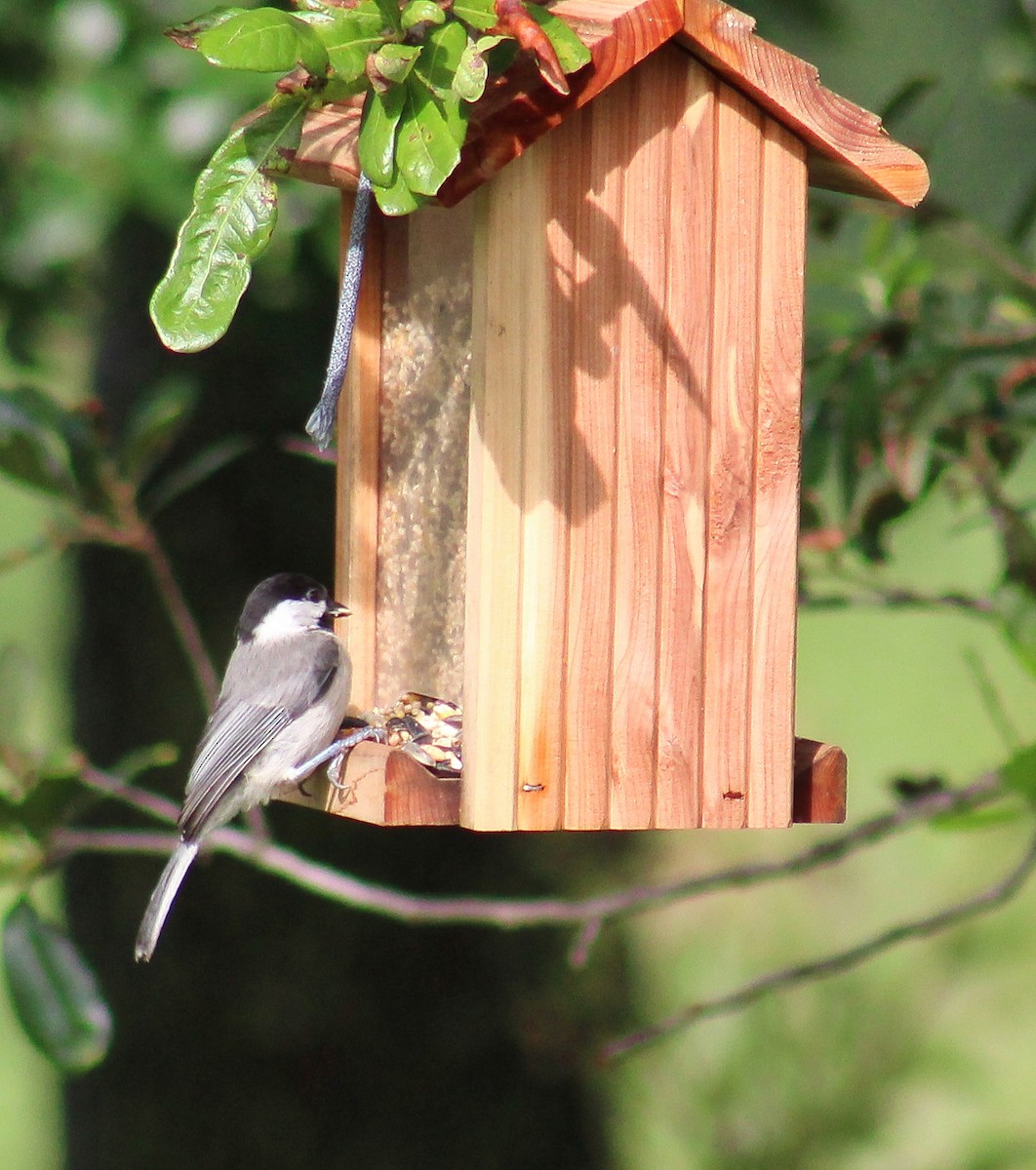 Carolina Chickadee - ML620708055