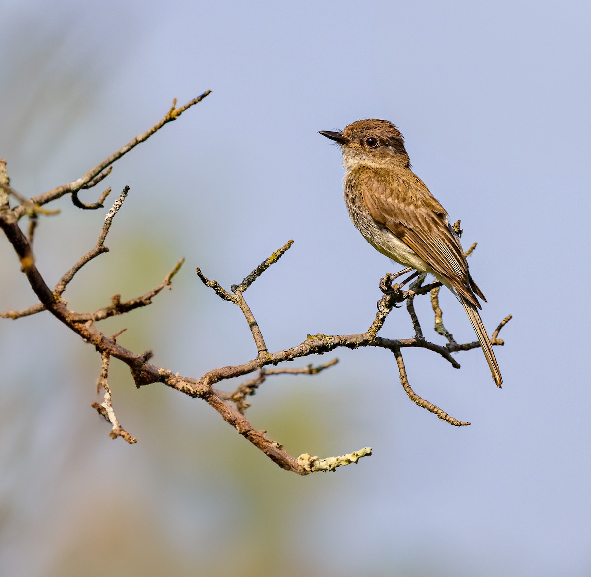 Eastern Phoebe - ML620708057