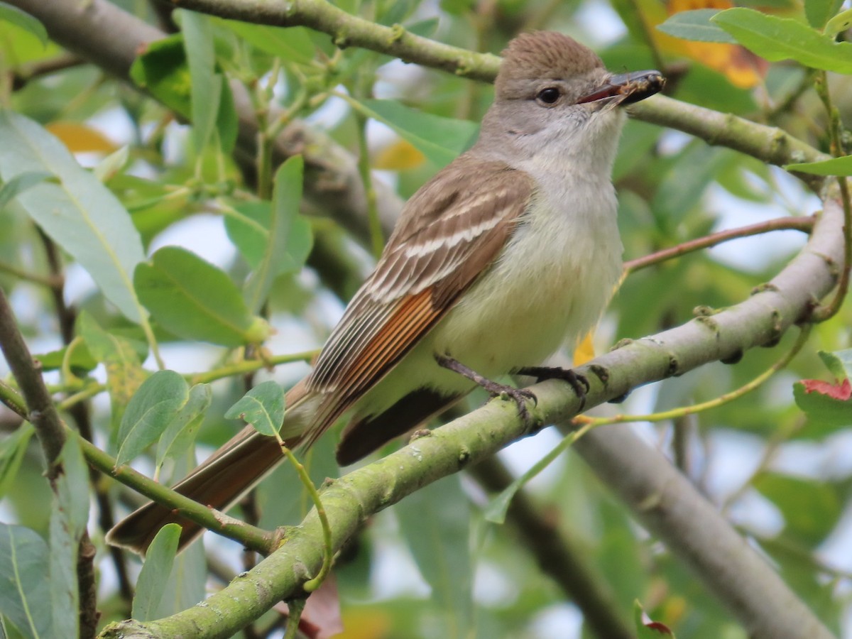 Ash-throated Flycatcher - ML620708059