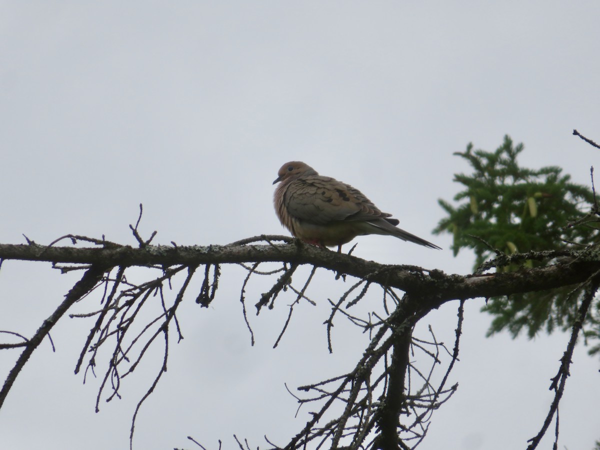 Mourning Dove - ML620708066