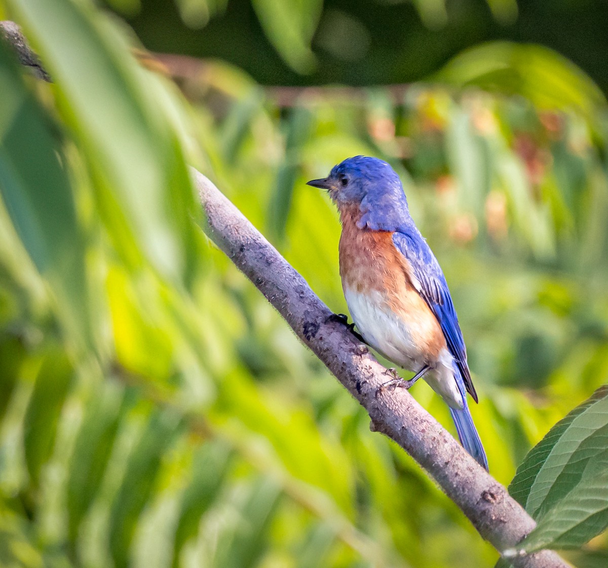 Eastern Bluebird - ML620708069