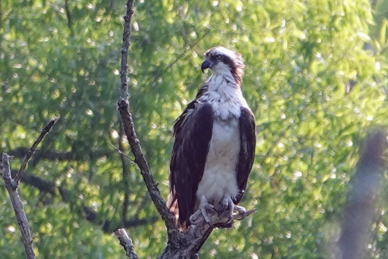 Osprey - ML620708071