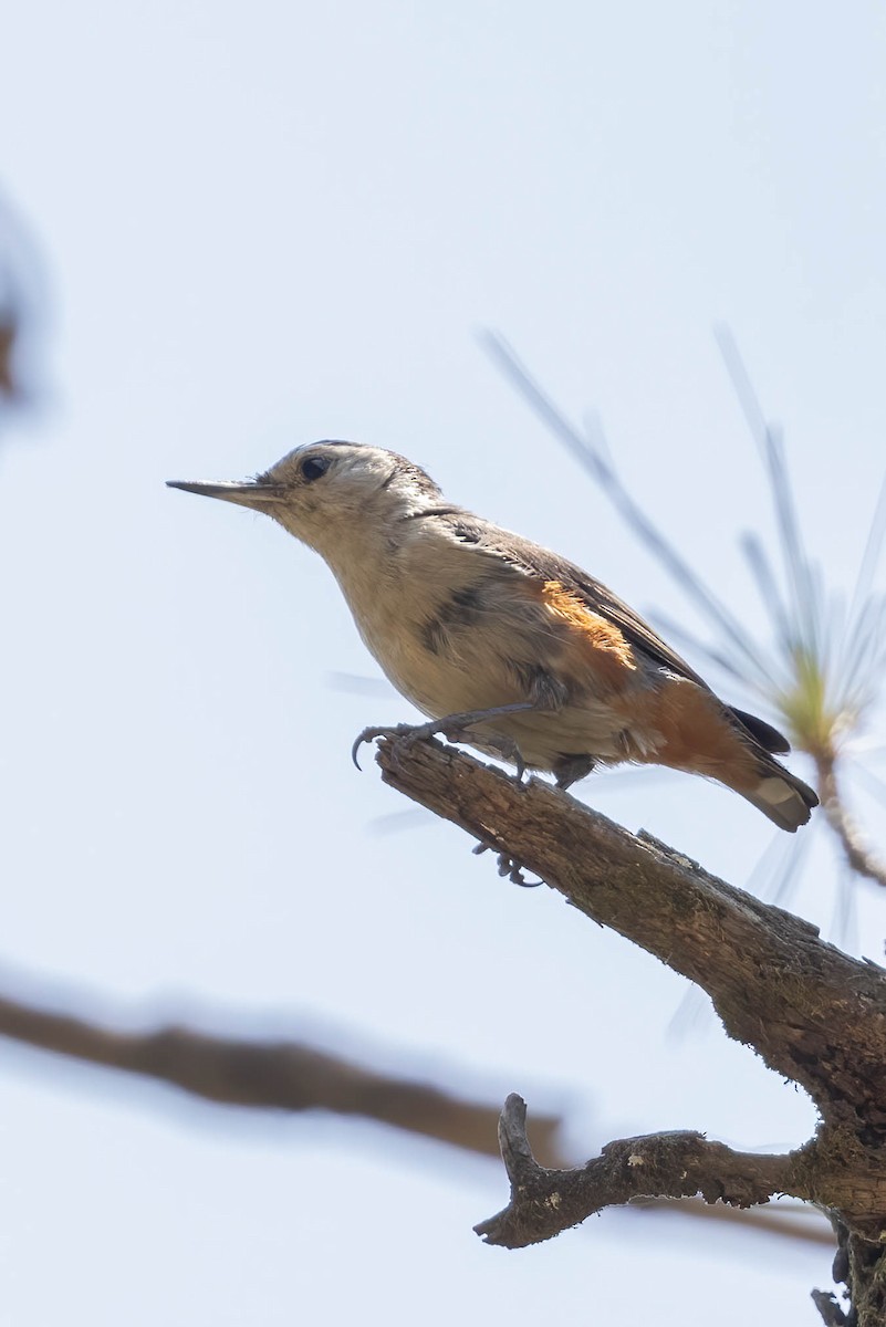 White-cheeked Nuthatch - ML620708073