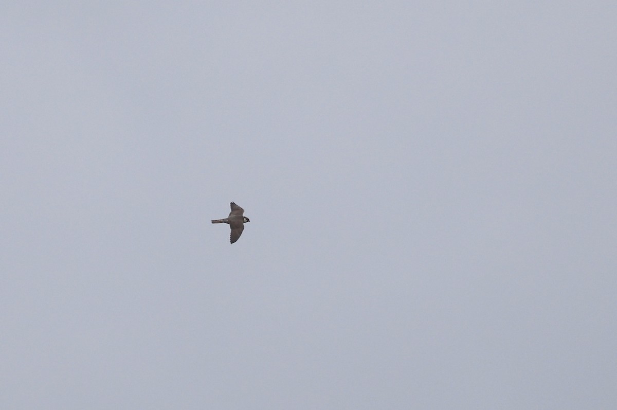 Eurasian Hobby - ML620708075