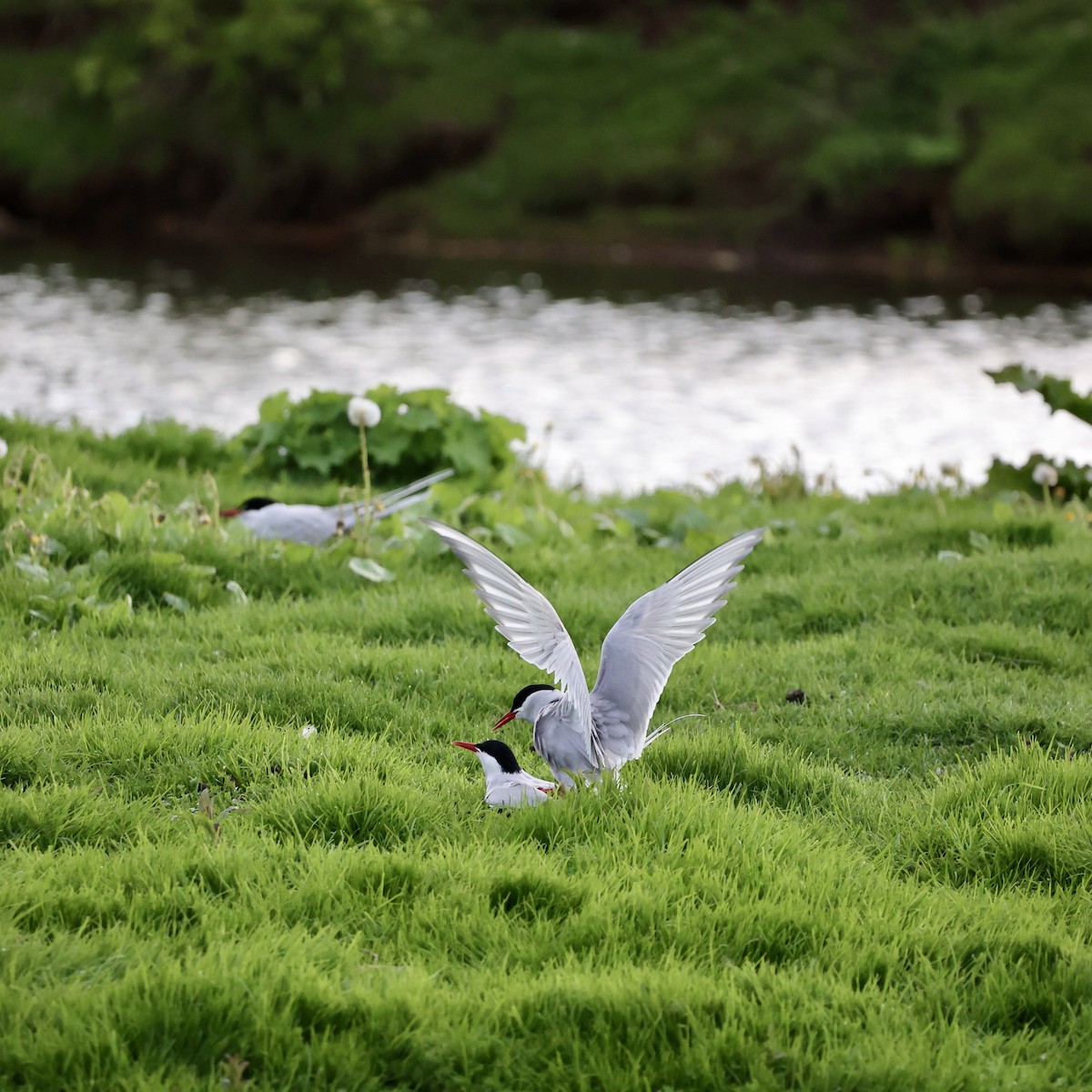 Arctic Tern - ML620708078