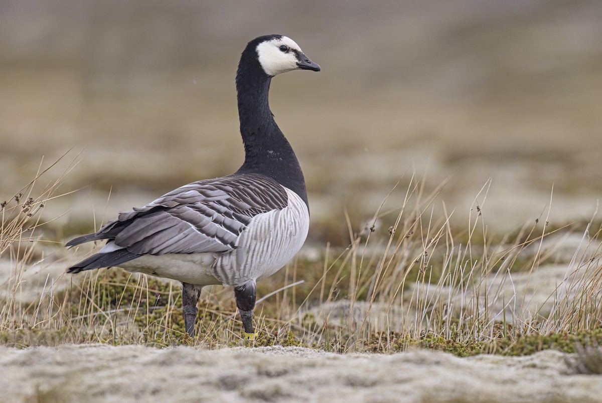 Barnacle Goose - ML620708089