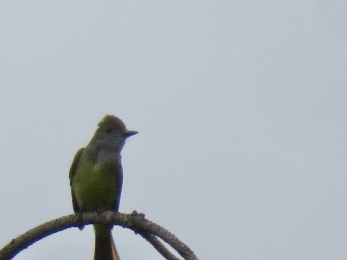 Great Crested Flycatcher - ML620708093