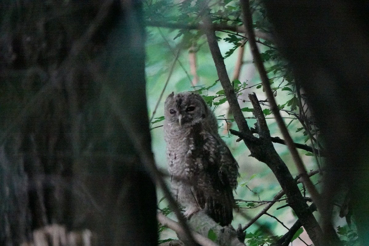 Tawny Owl - ML620708095