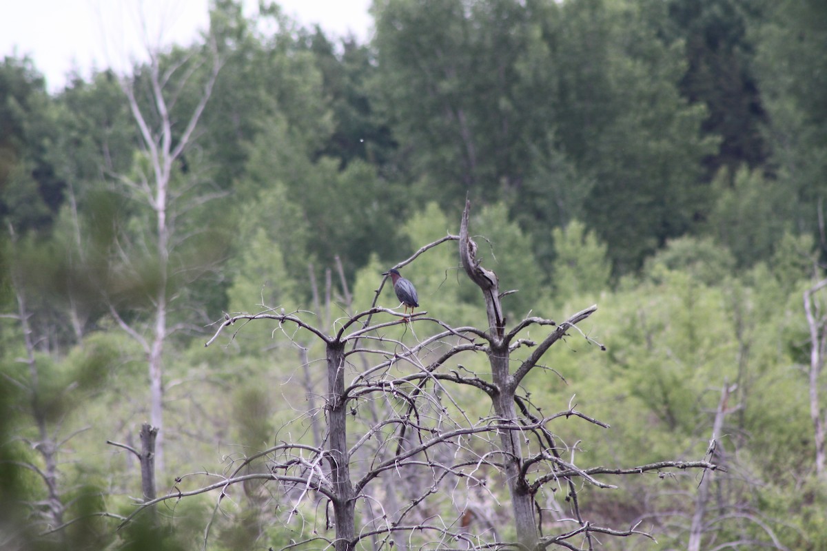 Green Heron - ML620708097