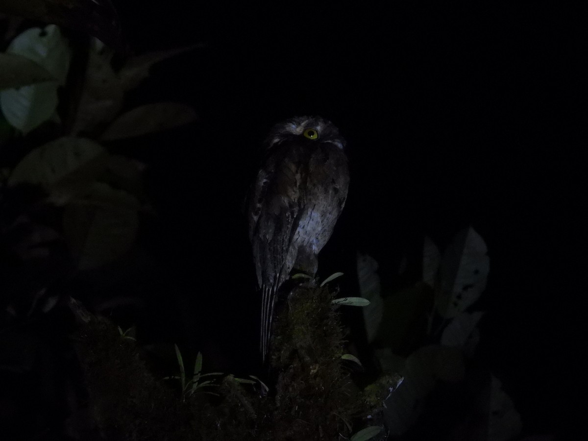 Common Potoo - Francisco Sornoza