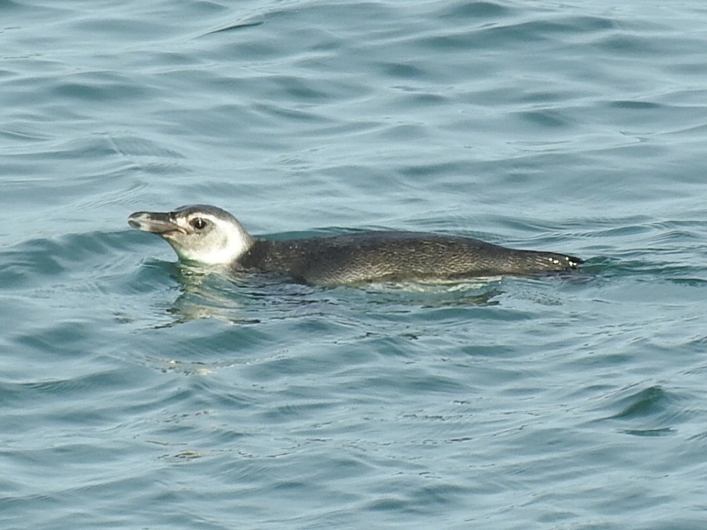 Pingüino Magallánico - ML620708101