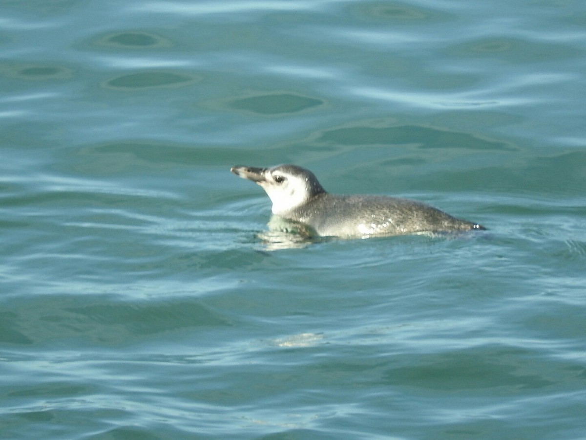 Magellanic Penguin - Enrique Chiurla