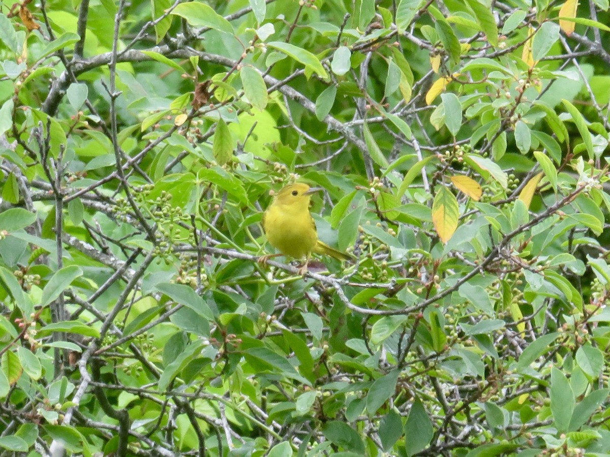 Paruline jaune - ML620708105