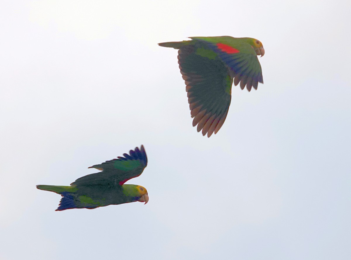 Yellow-headed Parrot - ML620708109