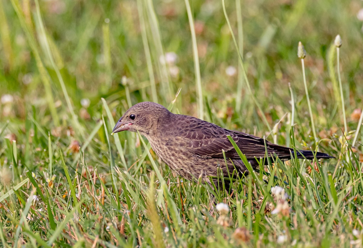 Brown-headed Cowbird - ML620708112