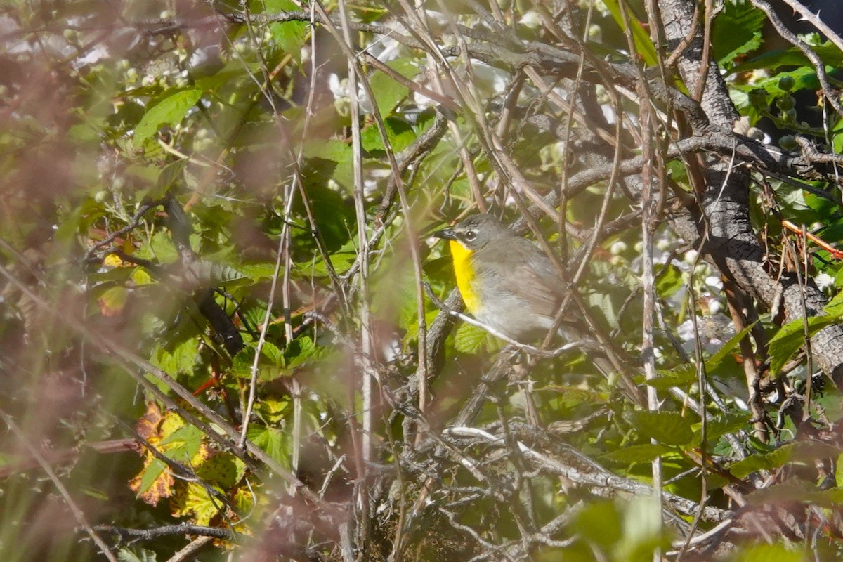 Yellow-breasted Chat - ML620708113