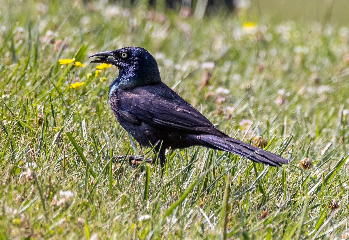 Common Grackle - ML620708114