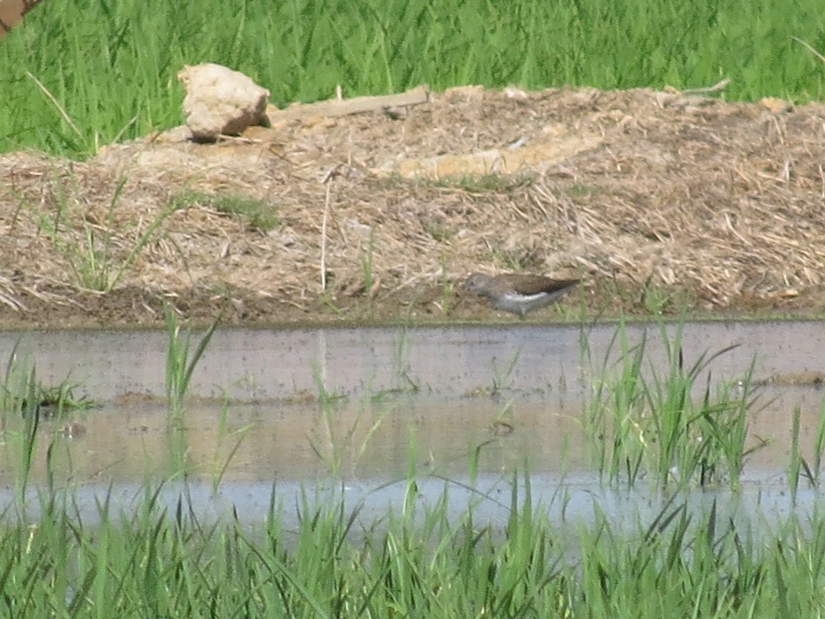 Green Sandpiper - ML620708117