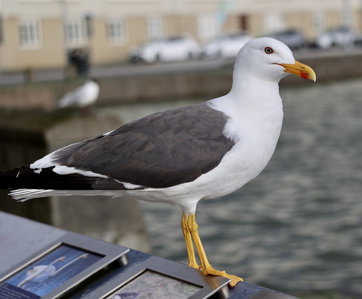 Lesser Black-backed Gull (graellsii) - ML620708121