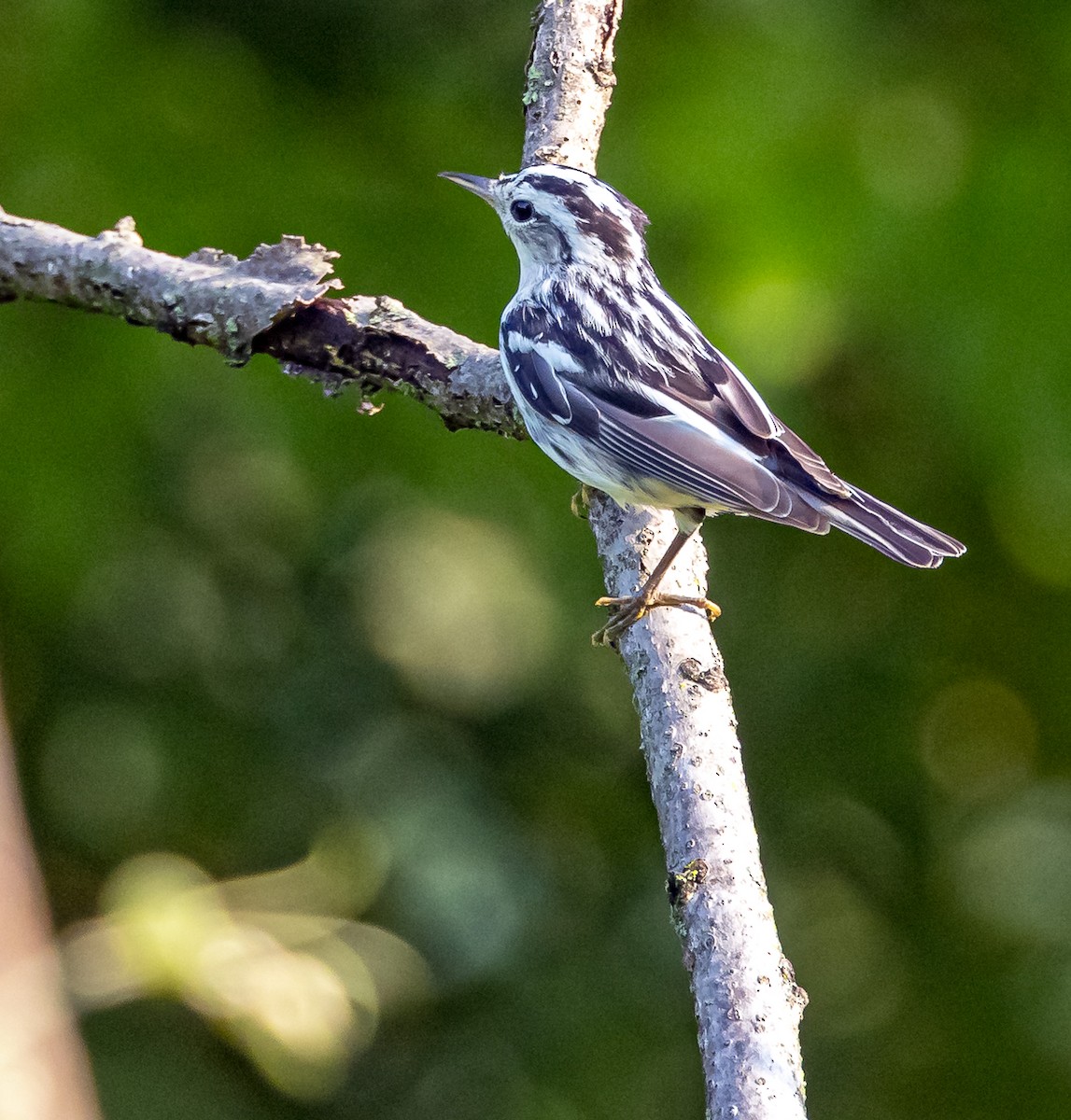 Black-and-white Warbler - ML620708122