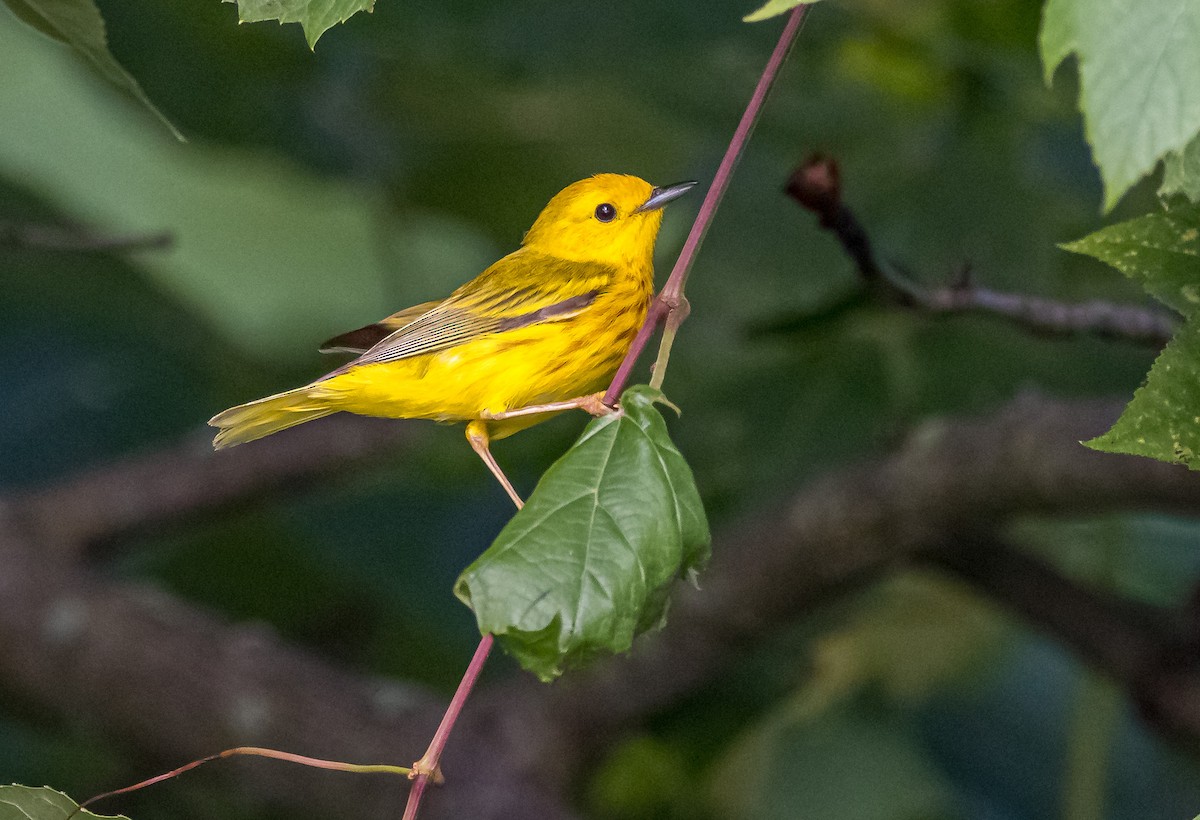 Paruline jaune - ML620708124