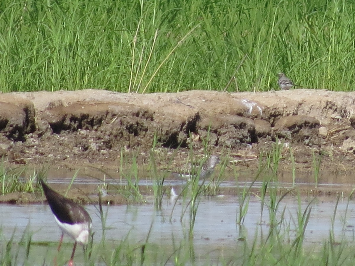 Marsh Sandpiper - ML620708126