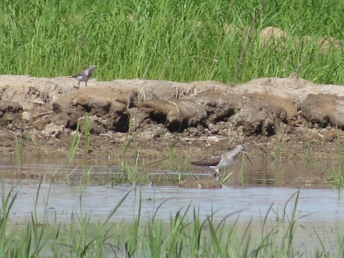 Marsh Sandpiper - ML620708127