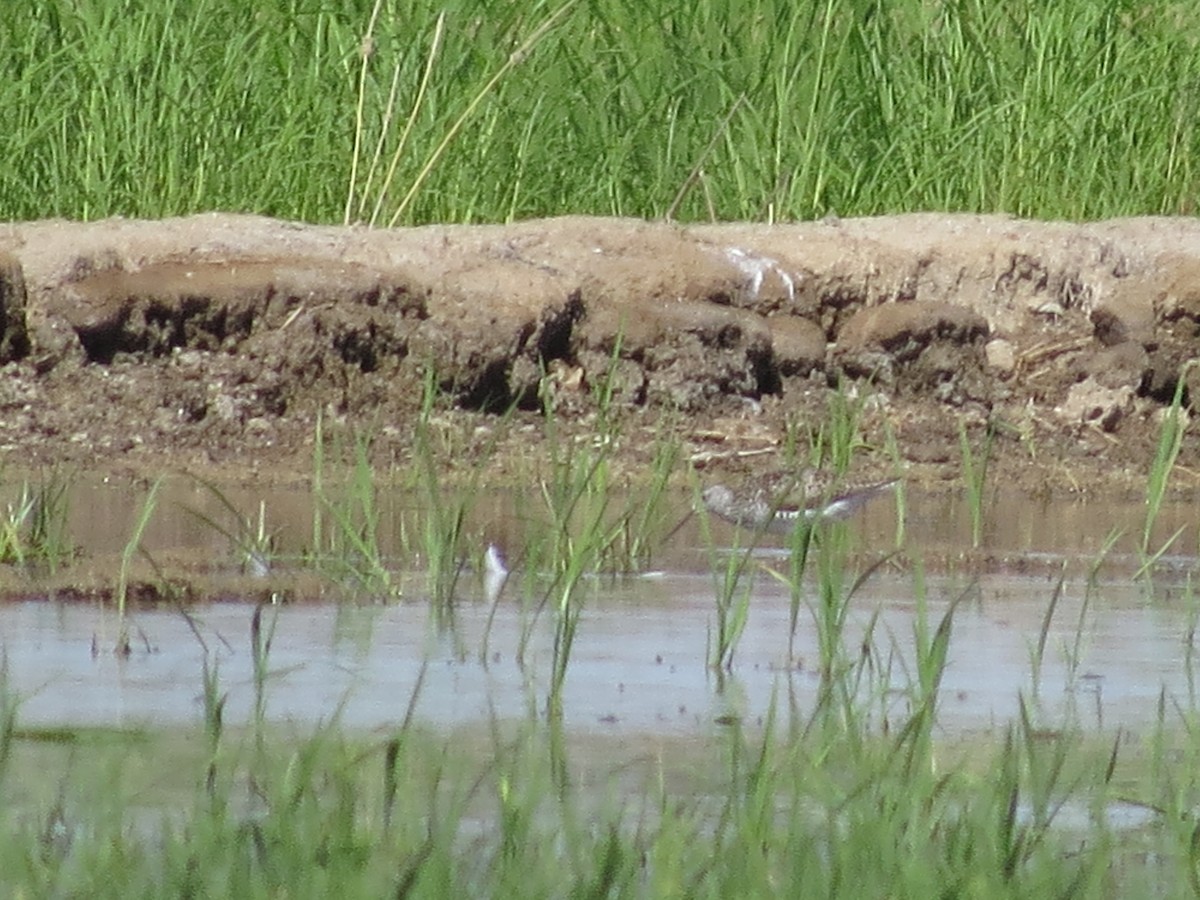 Marsh Sandpiper - ML620708130