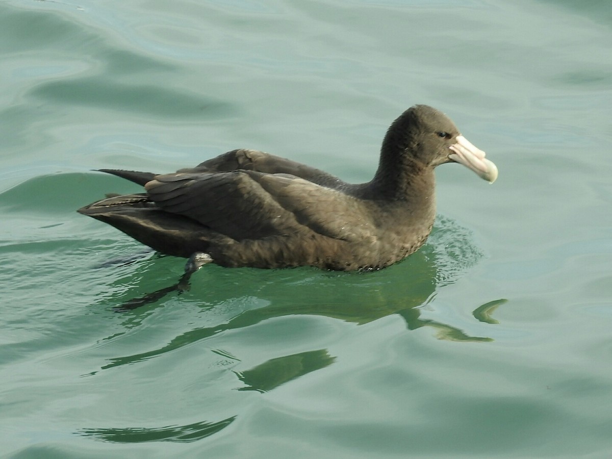 Southern Giant-Petrel - ML620708131