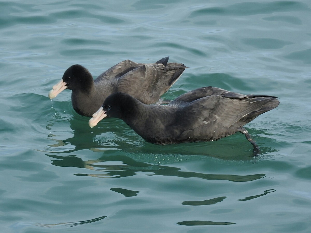 Southern Giant-Petrel - ML620708132