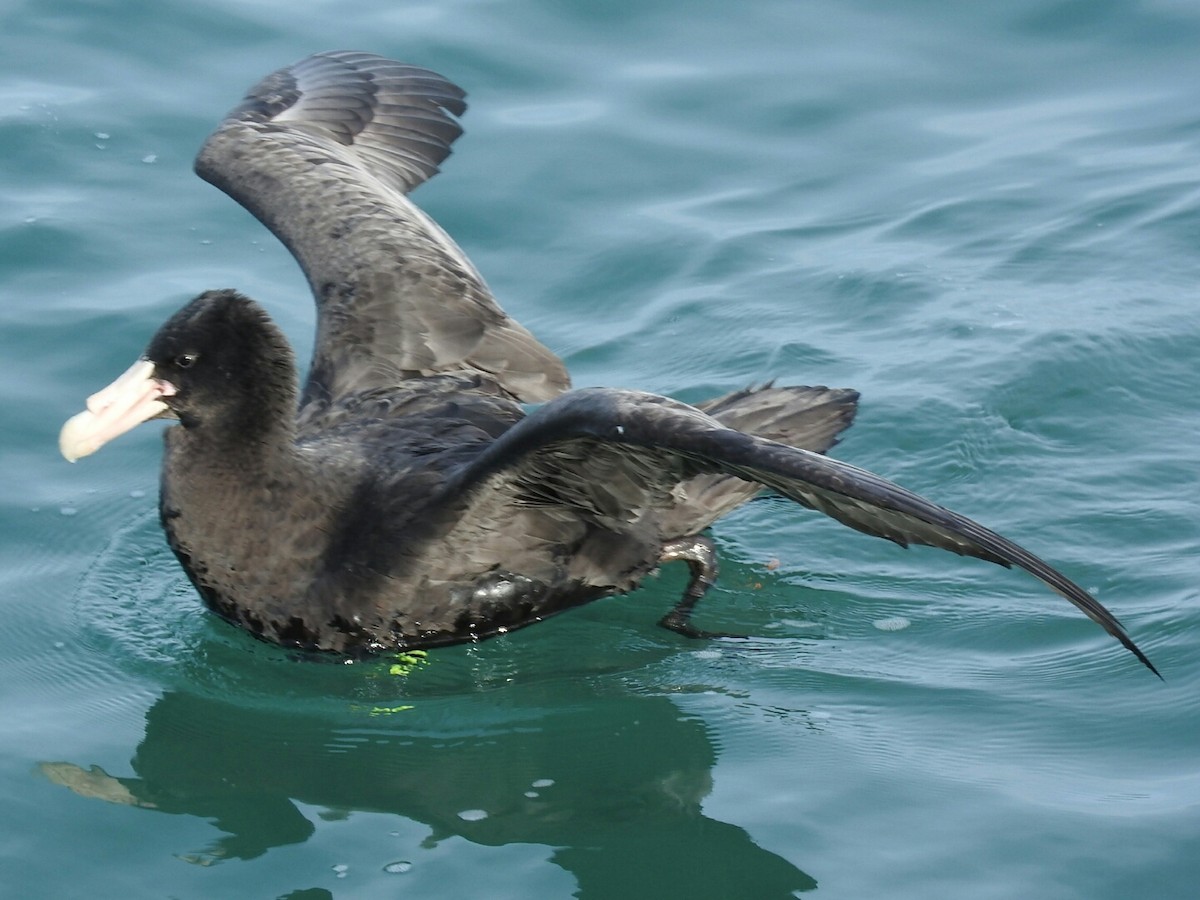 Southern Giant-Petrel - ML620708133