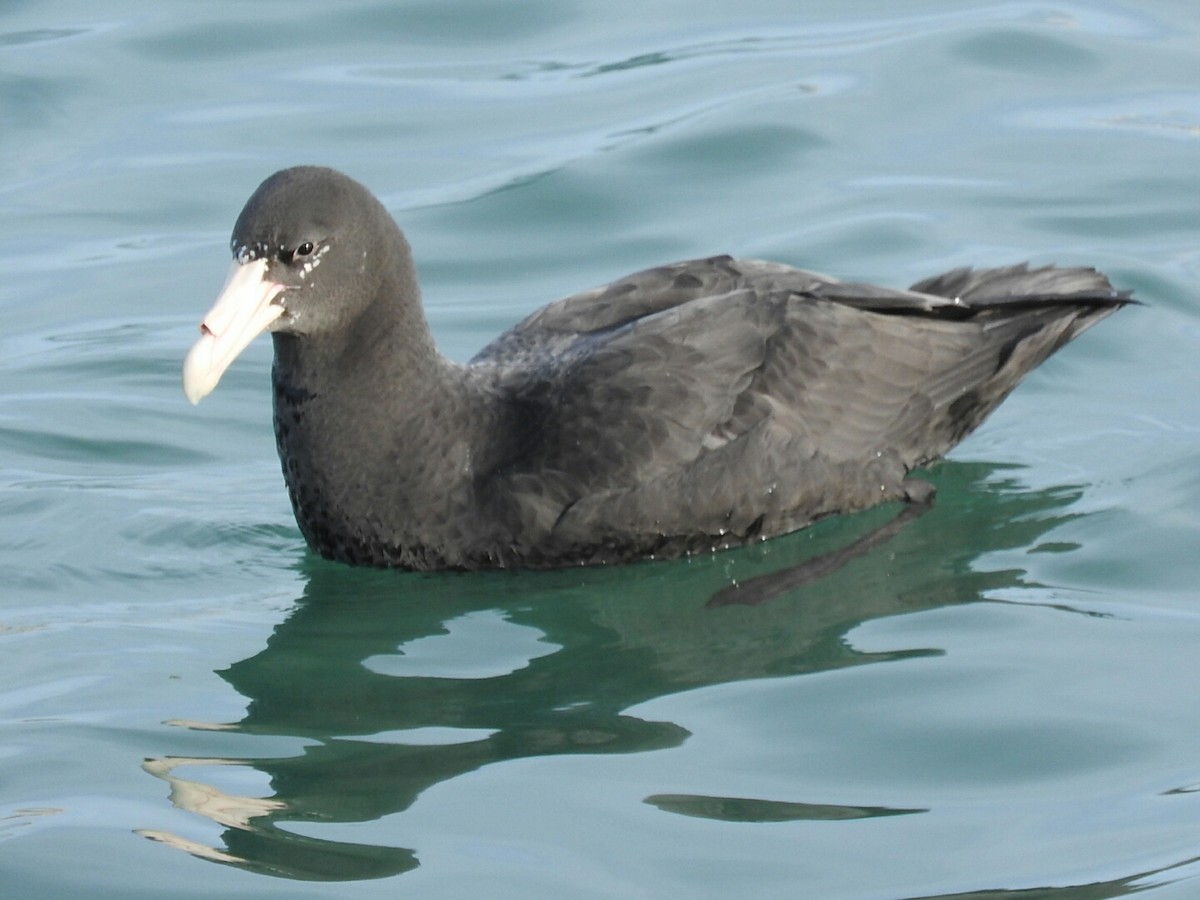 Southern Giant-Petrel - ML620708134