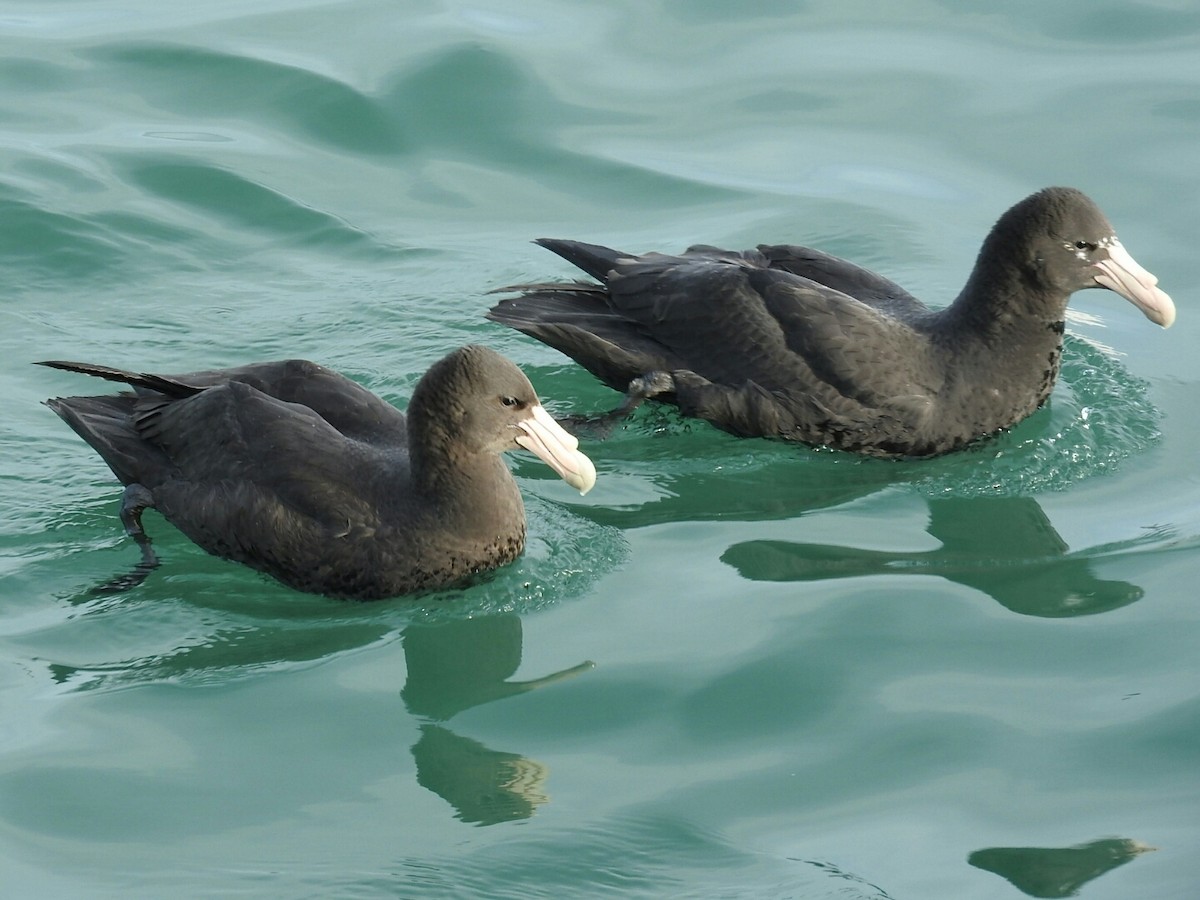 Southern Giant-Petrel - Enrique Chiurla