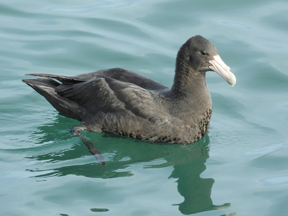 Southern Giant-Petrel - ML620708136