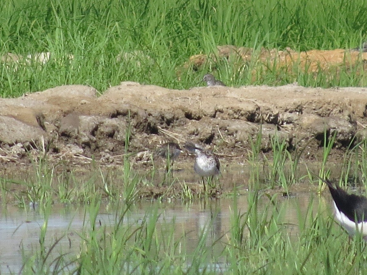 Bruchwasserläufer - ML620708153