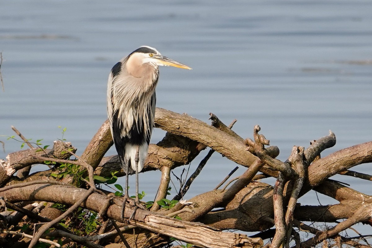 Great Blue Heron - ML620708154