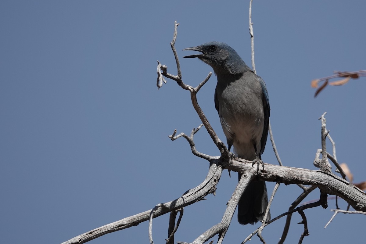 Mexican Jay - ML620708165