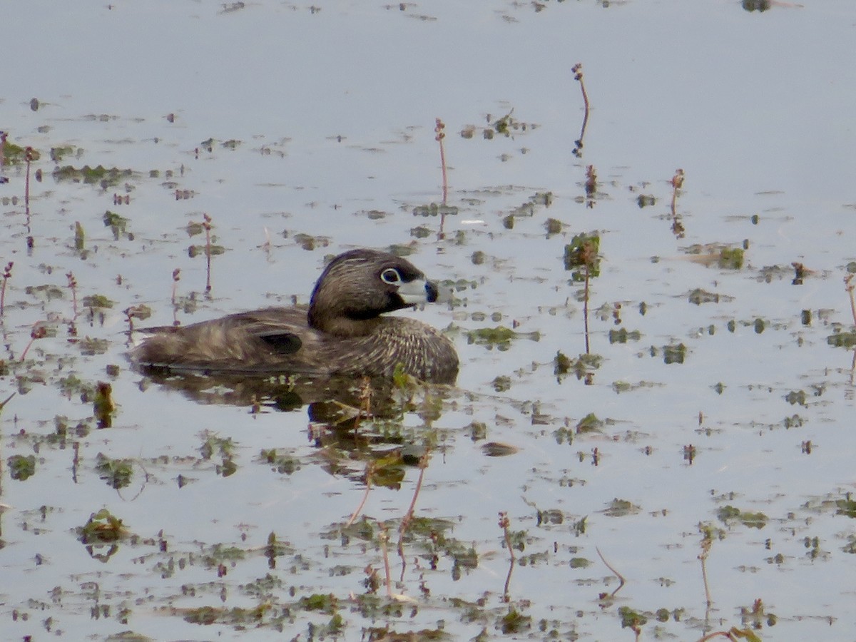 Pied-billed Grebe - ML620708169