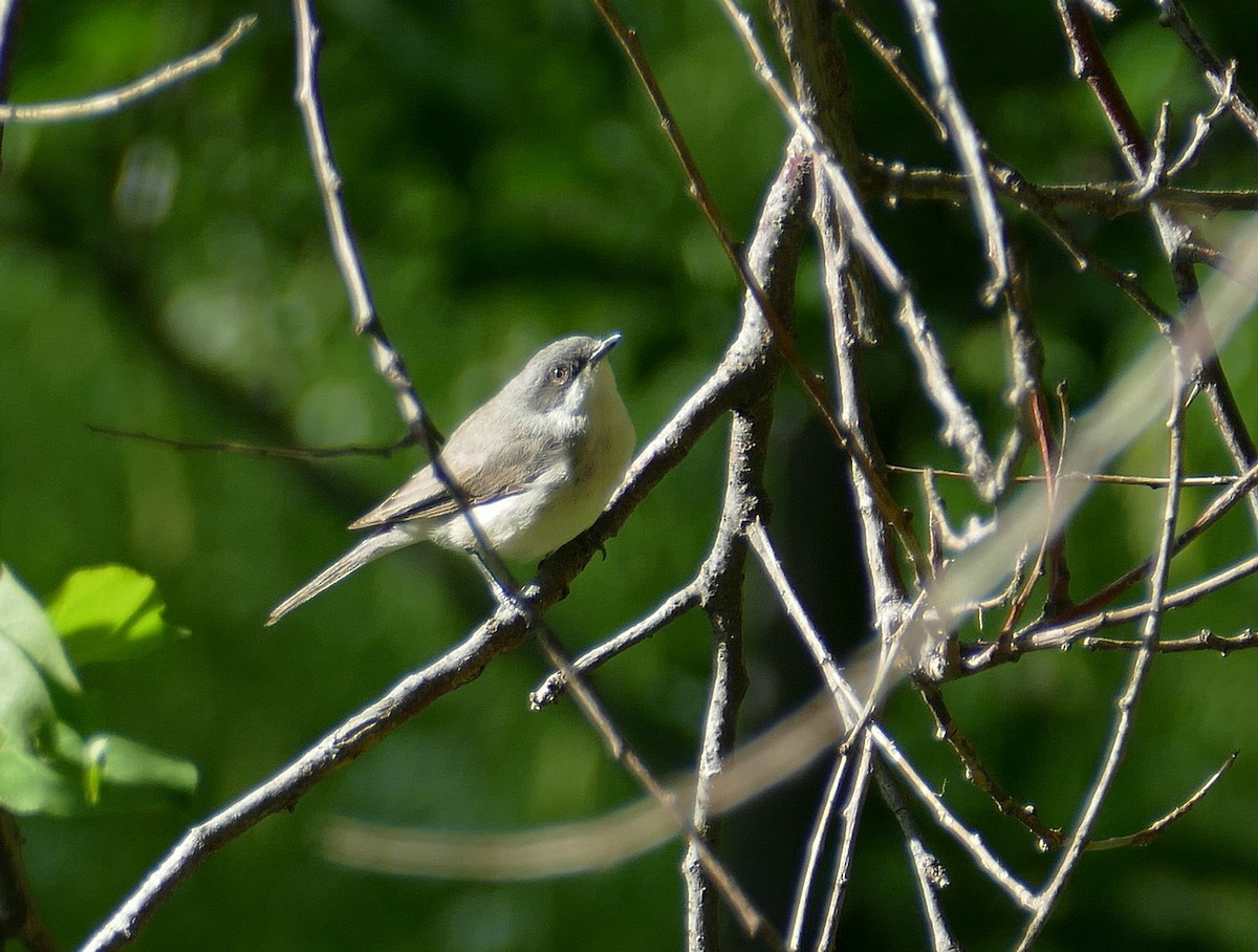 Lesser Whitethroat (Hume's) - ML620708176