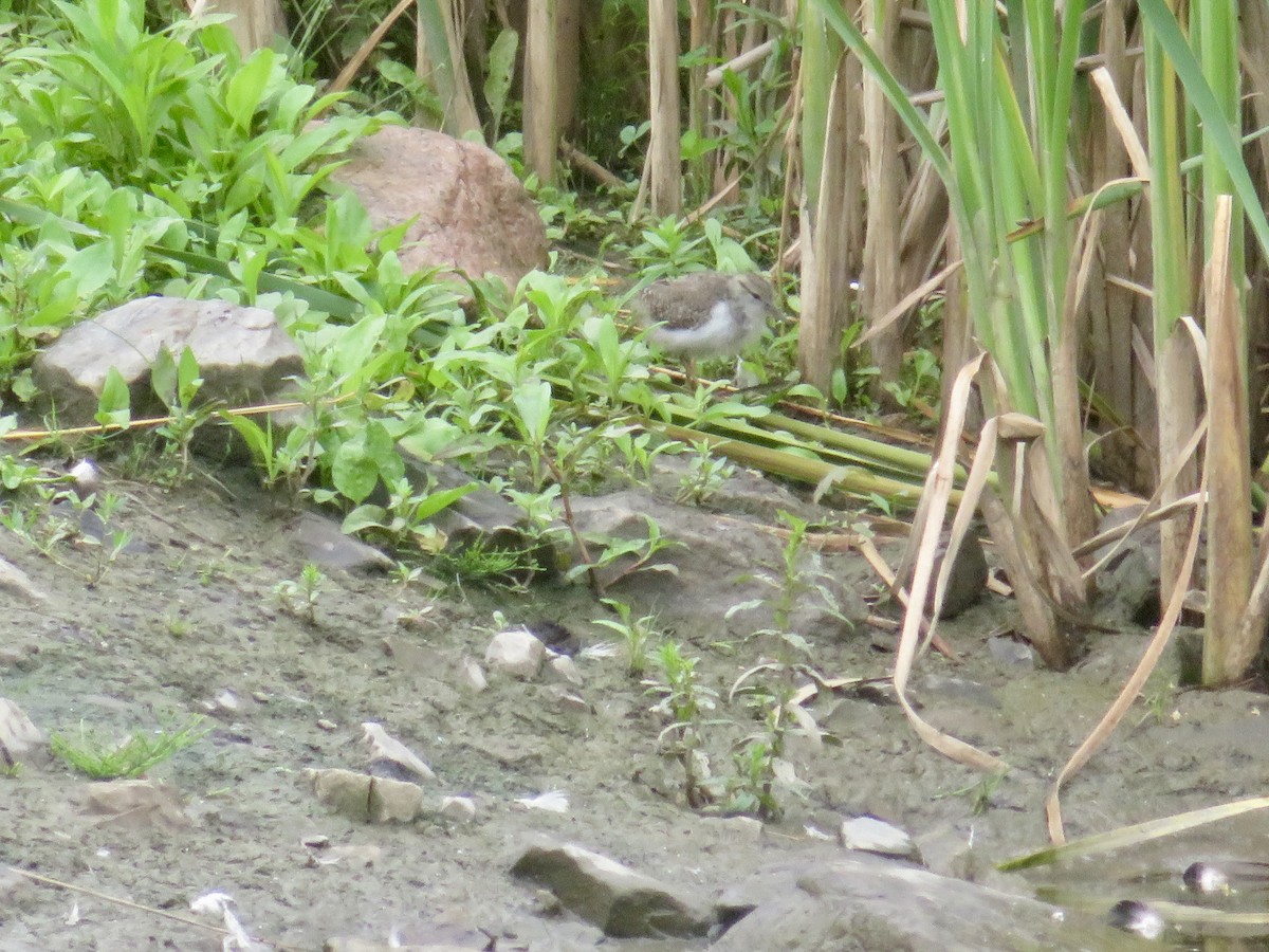 Spotted Sandpiper - ML620708177