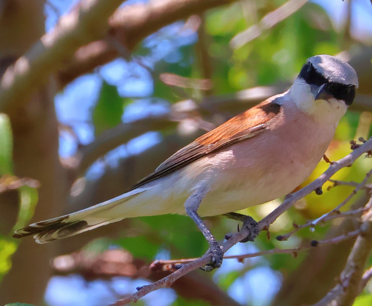 Red-backed Shrike - ML620708183