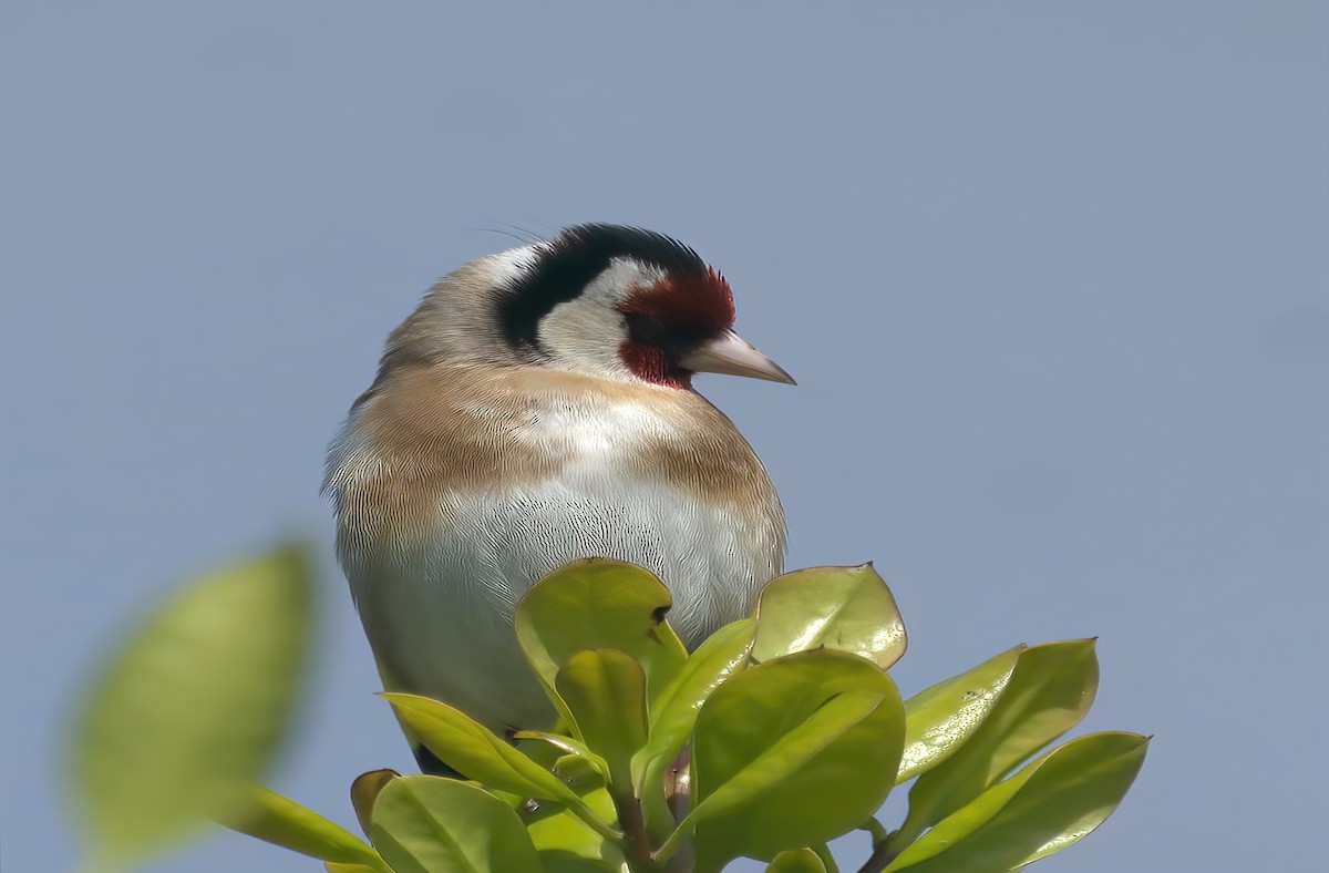 European Goldfinch - Philip Mitchell