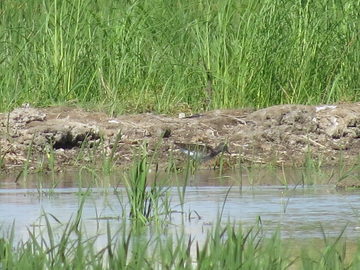 Wood Sandpiper - ML620708190