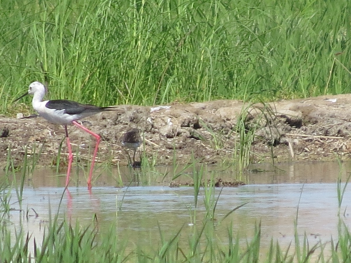 Bruchwasserläufer - ML620708193