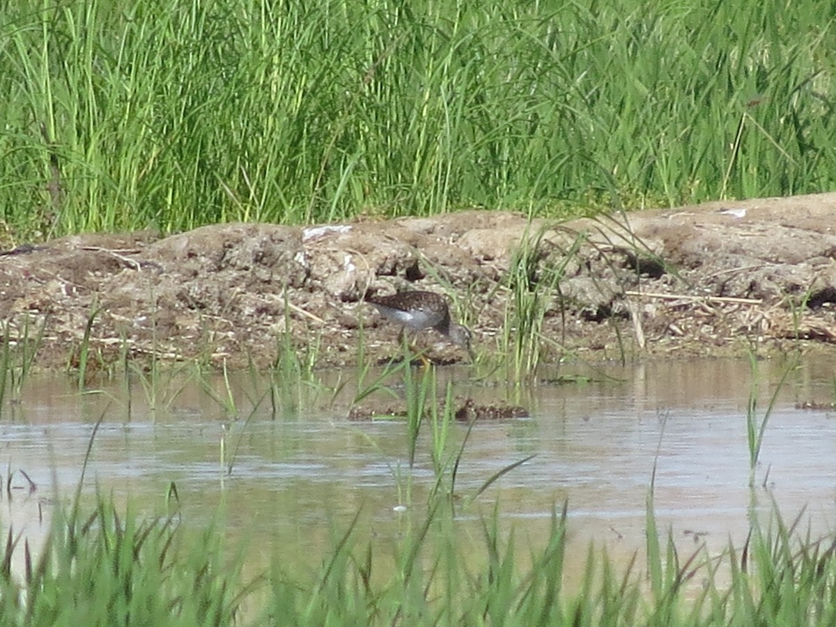 Wood Sandpiper - ML620708194