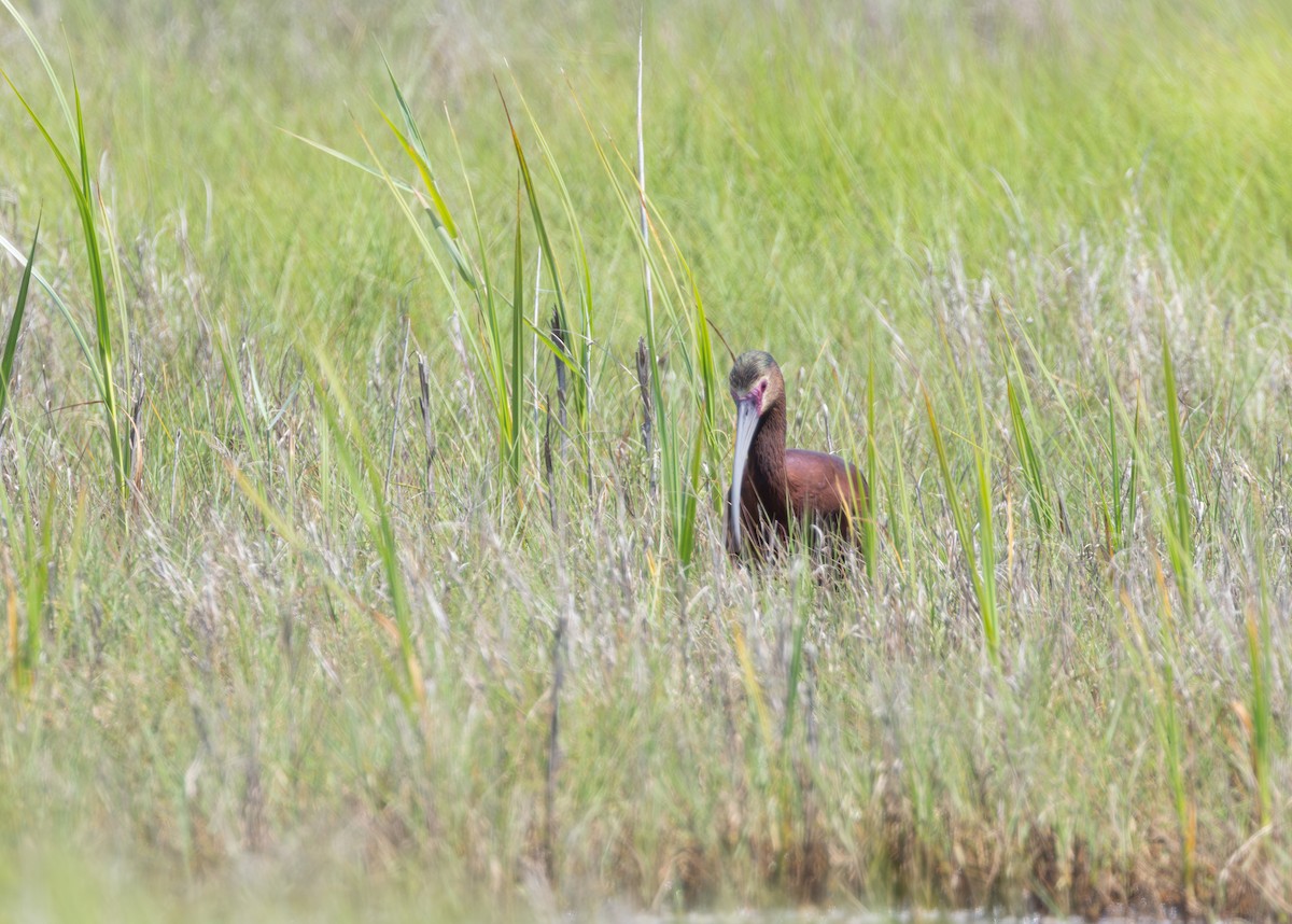 ibis americký - ML620708195