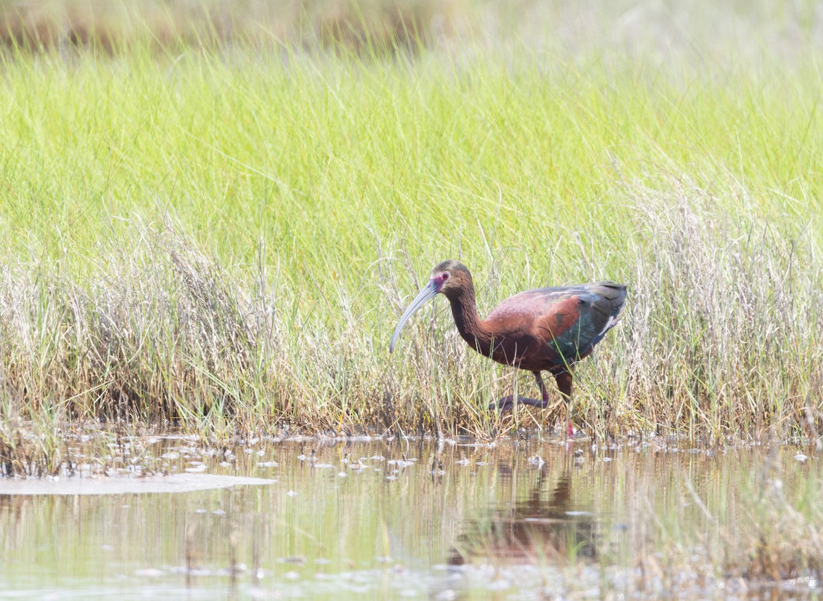 ibis americký - ML620708197