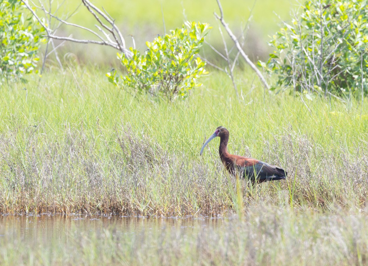 White-faced Ibis - ML620708199